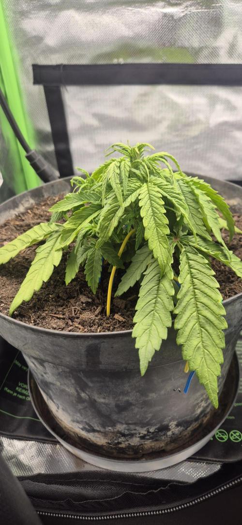 AK 2.0 XL Auto. Week 3