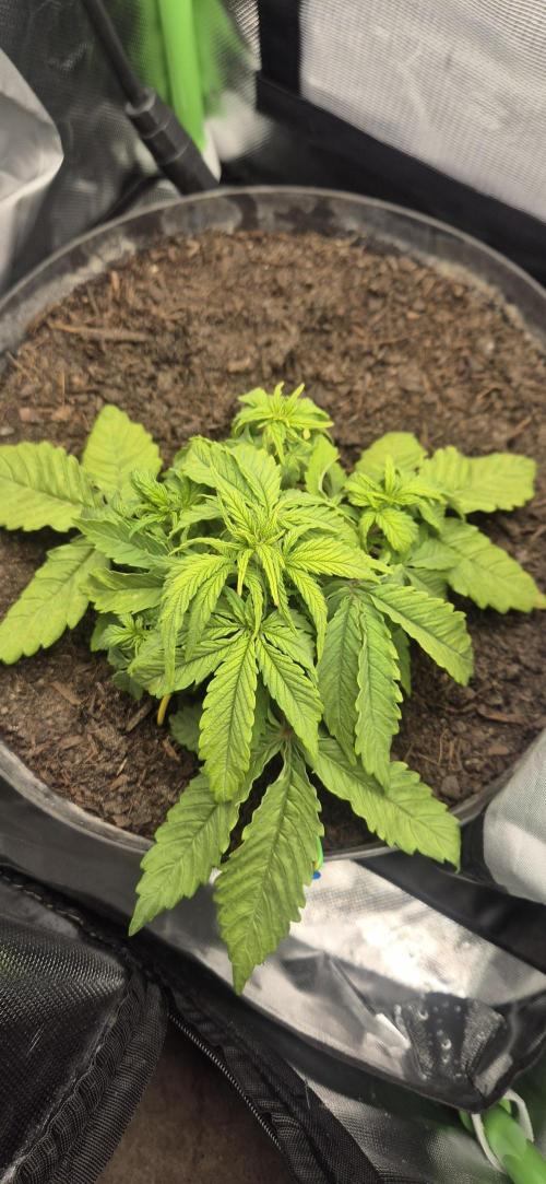 AK 2.0 XL Auto. Week 3