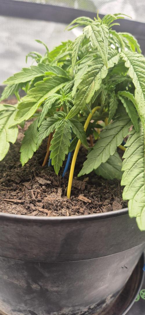 AK 2.0 XL Auto. Week 3