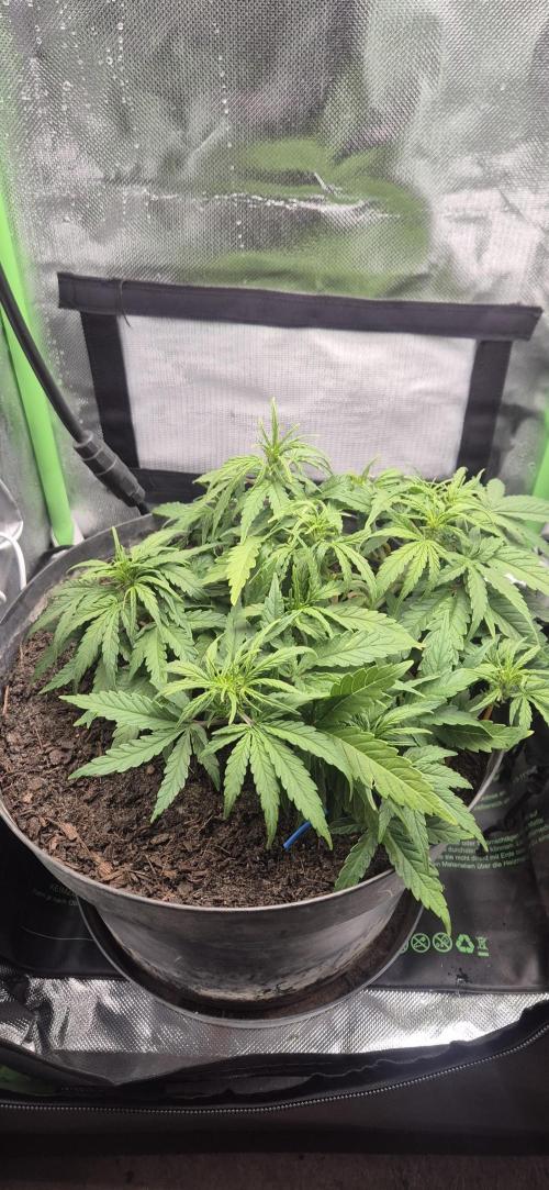 AK 2.0 XL Auto. Week 4