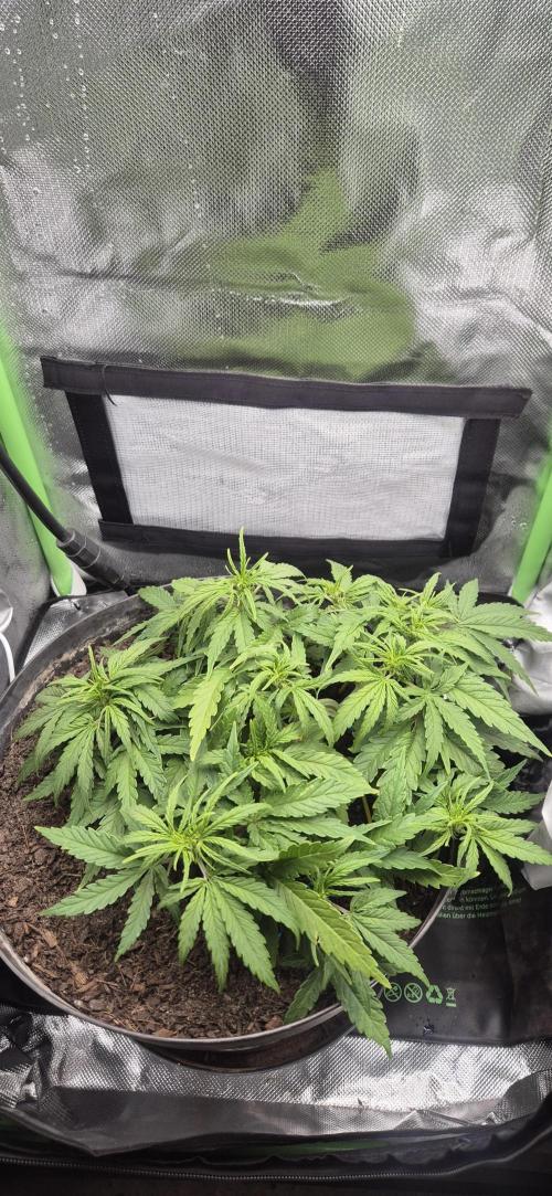 AK 2.0 XL Auto. Week 4