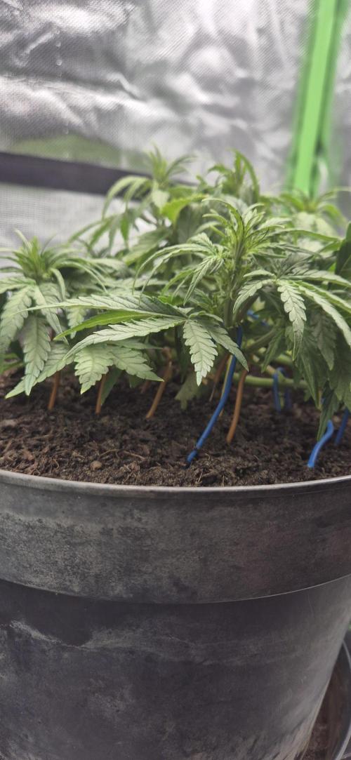 AK 2.0 XL Auto. Week 4