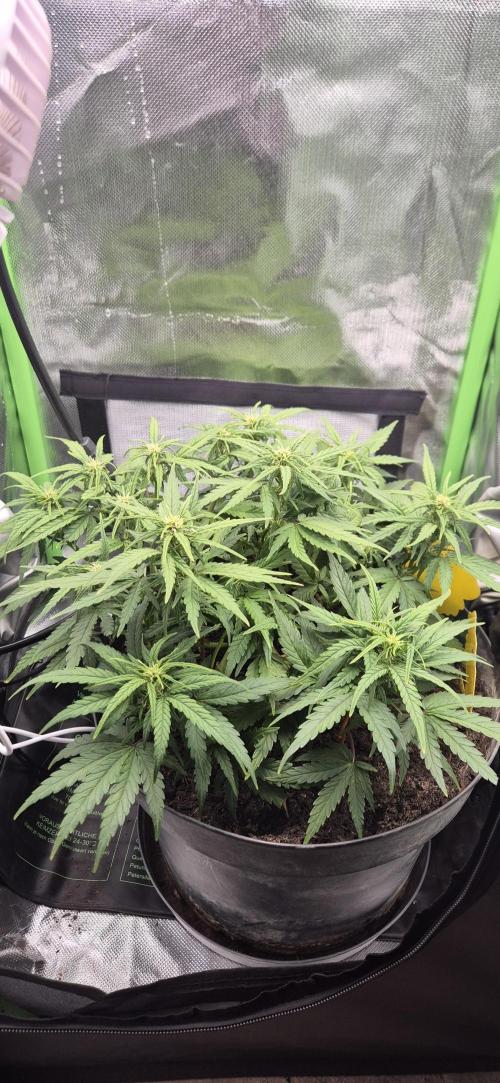 AK 2.0 XL Auto. Week 5
