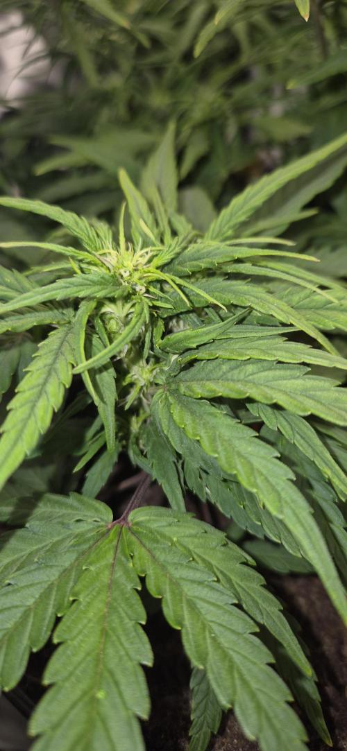 AK 2.0 XL Auto. Week 5