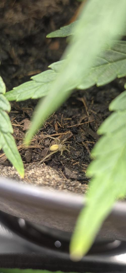 AK 2.0 XL Auto. Week 5