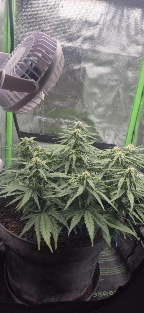 AK 2.0 XL Auto. Week 6