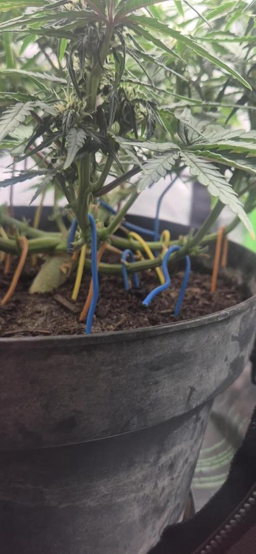 AK 2.0 XL Auto