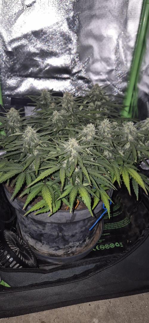 AK 2.0 XL Auto. Week 7