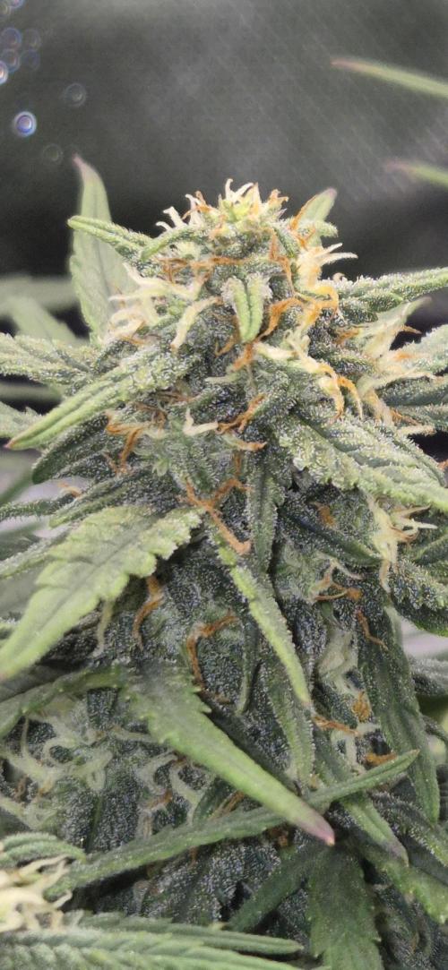 AK 2.0 XL Auto. Week 7