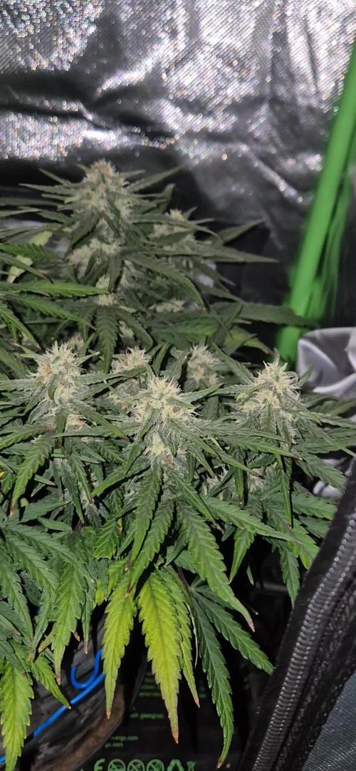 AK 2.0 XL Auto