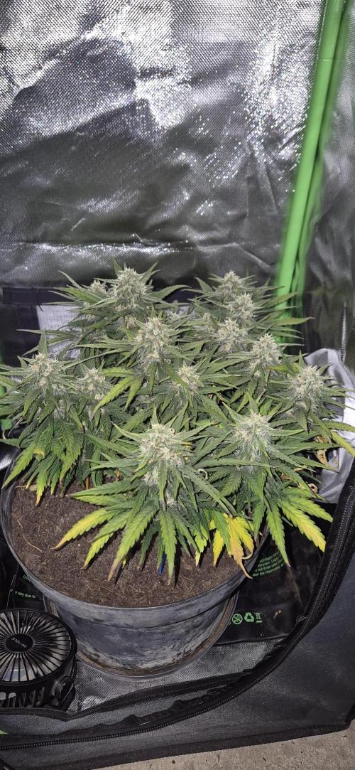 AK 2.0 XL Auto. Week 8
