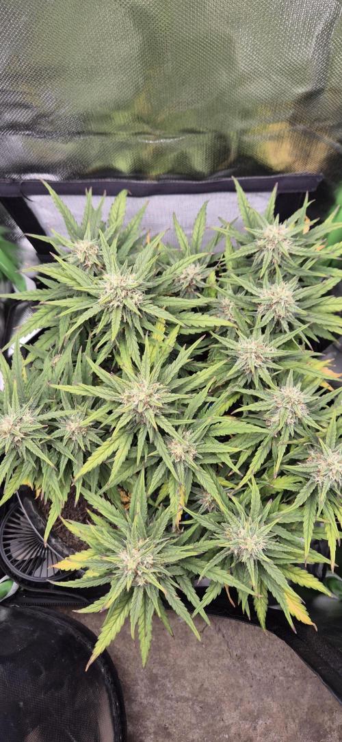 AK 2.0 XL Auto. Week 8