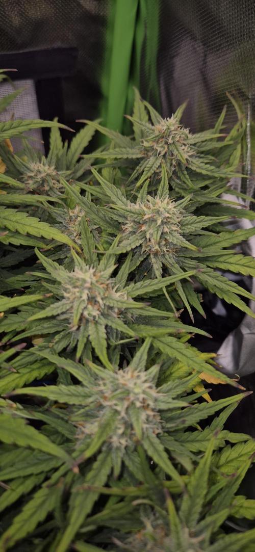 AK 2.0 XL Auto. Week 8