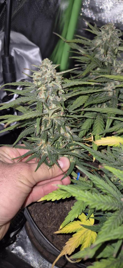 AK 2.0 XL Auto. Week 8