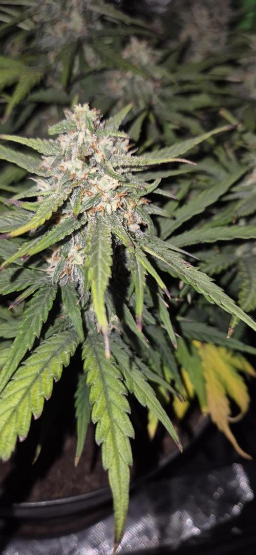AK 2.0 XL Auto. Week 8