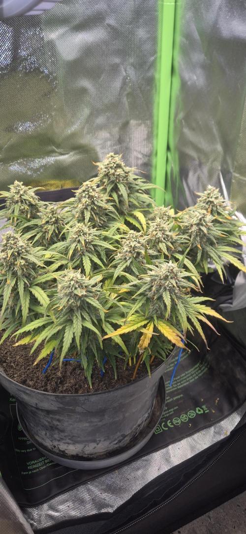AK 2.0 XL Auto. Week 9