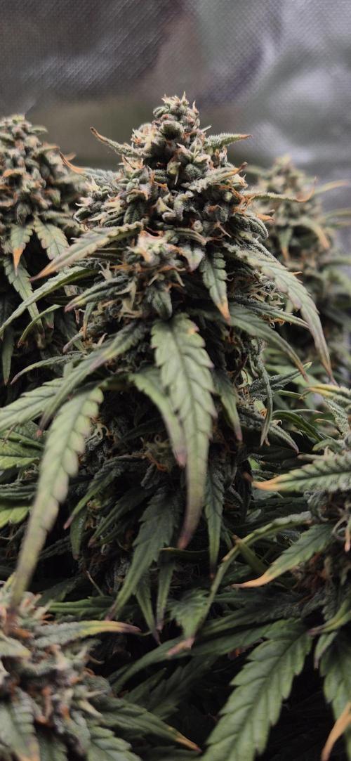 AK 2.0 XL Auto. Week 9