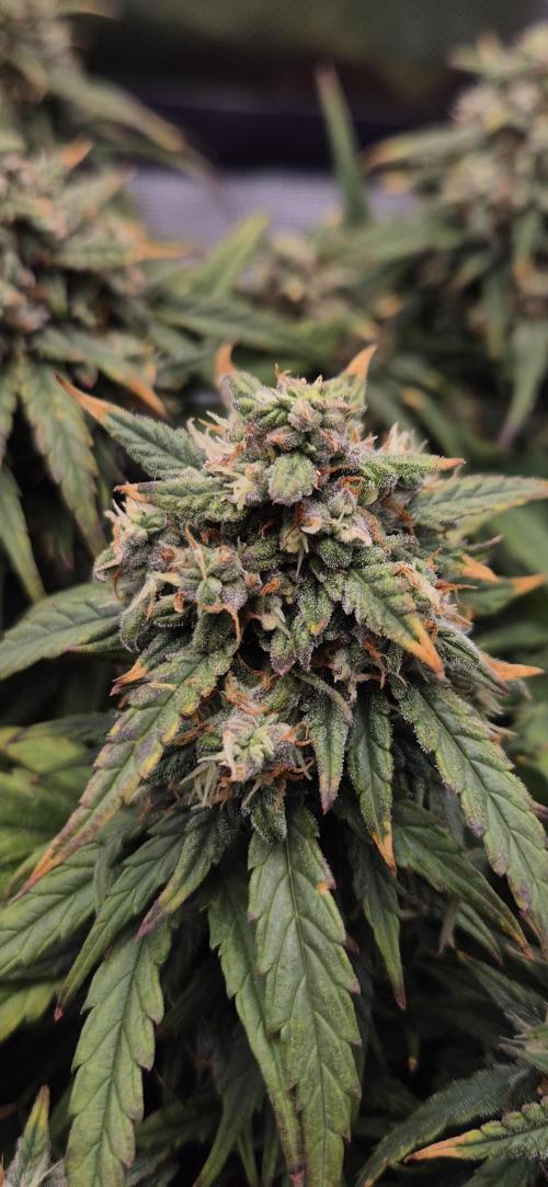 AK 2.0 XL Auto. Week 9