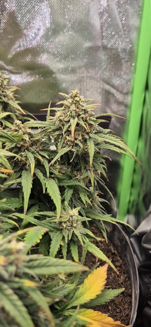 AK 2.0 XL Auto