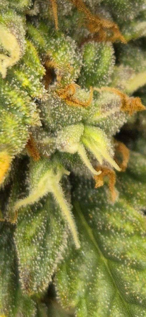 AK 2.0 XL Auto. Week 9