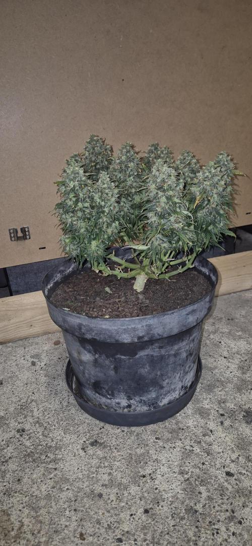 AK 2.0 XL Auto. Week 10
