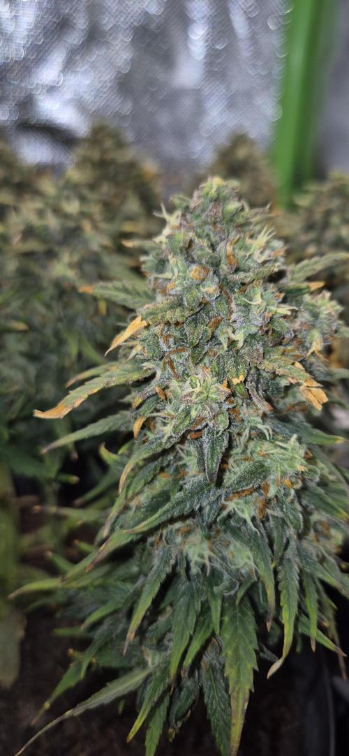 AK 2.0 XL Auto. Week 10