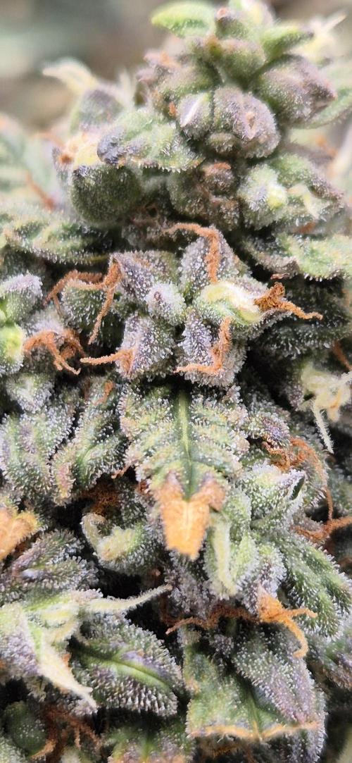 AK 2.0 XL Auto. Week 10
