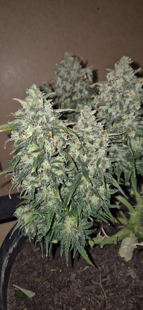 AK 2.0 XL Auto. Week 10