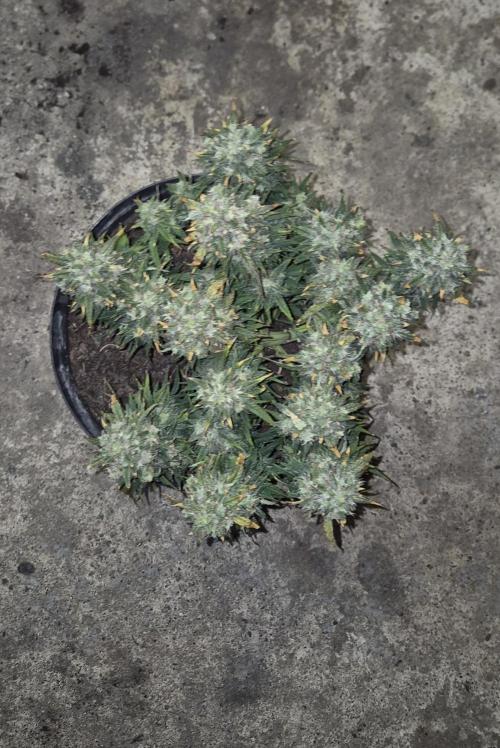 AK 2.0 XL Auto. Week 10