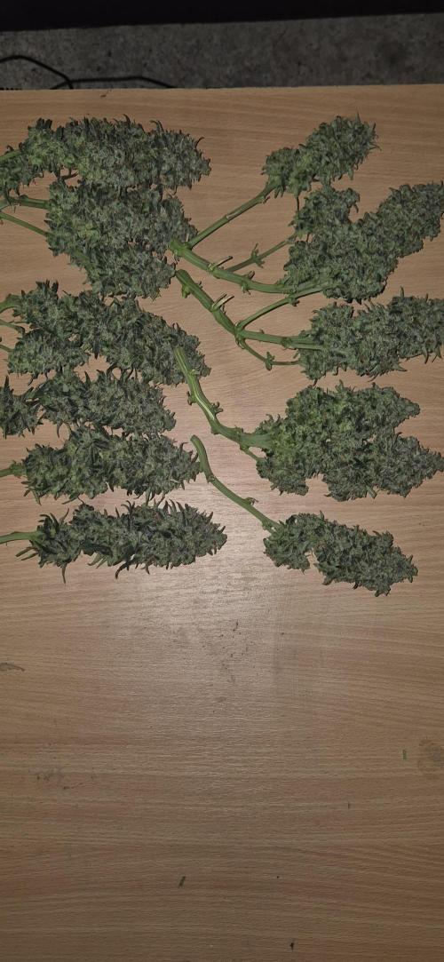 AK 2.0 XL Auto. Week 10