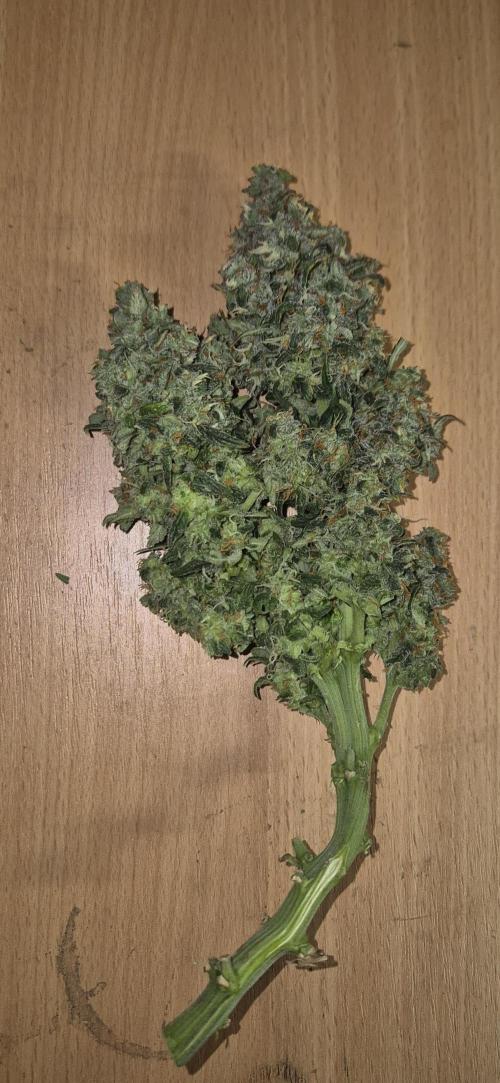 AK 2.0 XL Auto. Week 10