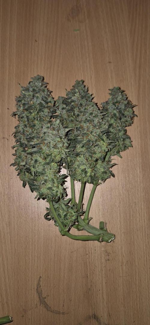 AK 2.0 XL Auto. Week 10