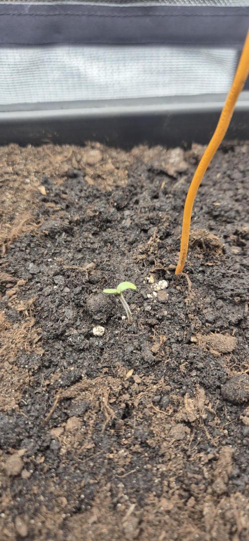 CBDV Auto. Week 0