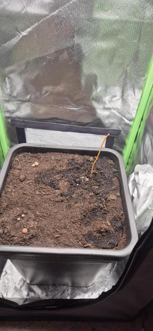 CBDV Auto. Week 0