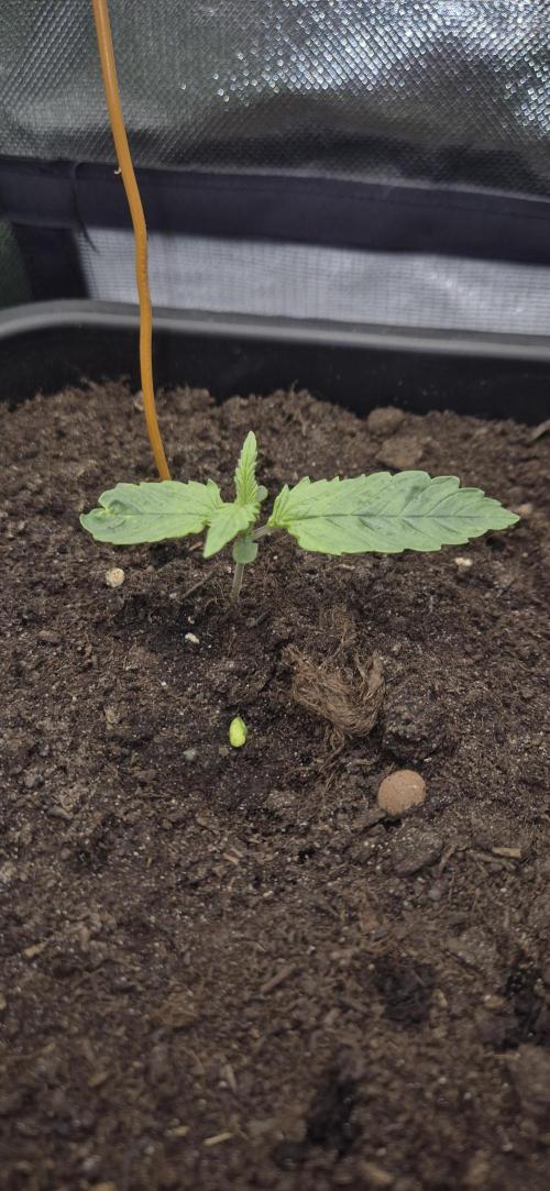 CBDV Auto. Week 1