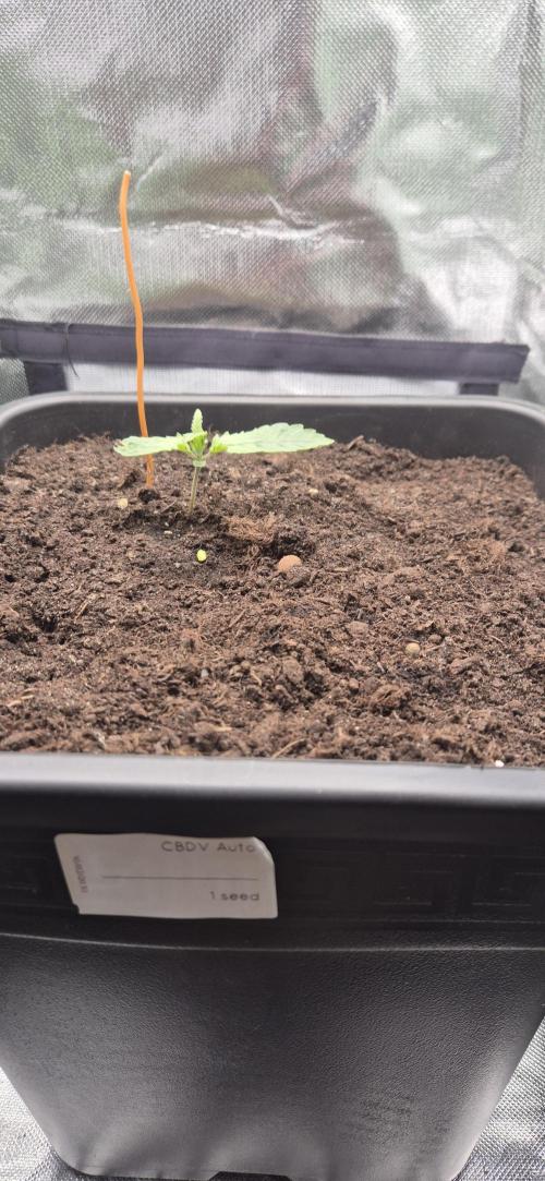 CBDV Auto. Week 1