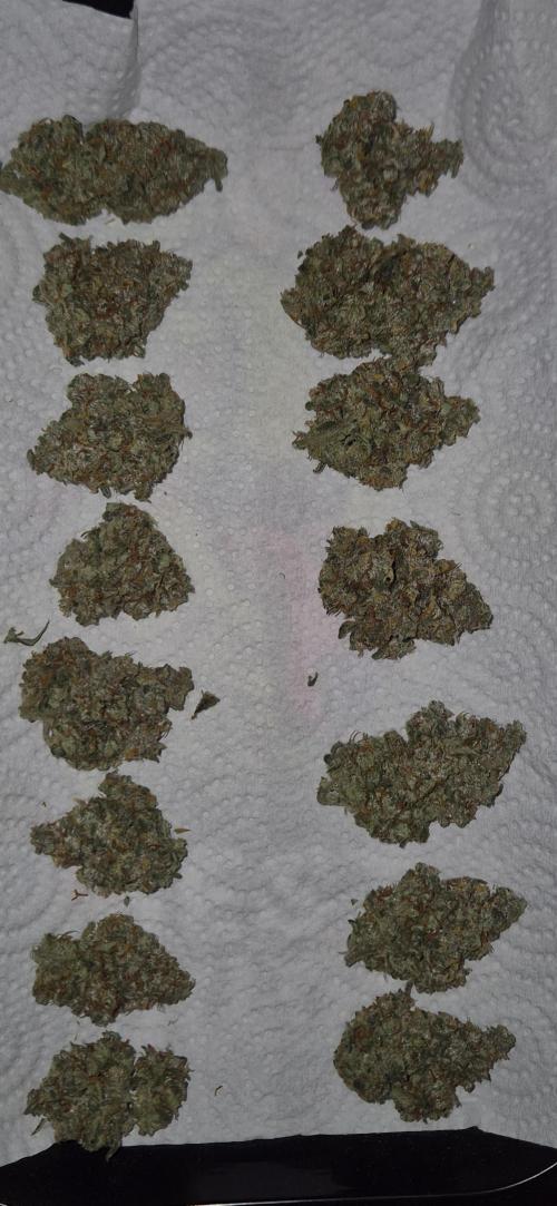 AK 2.0 XL Auto. Week 10