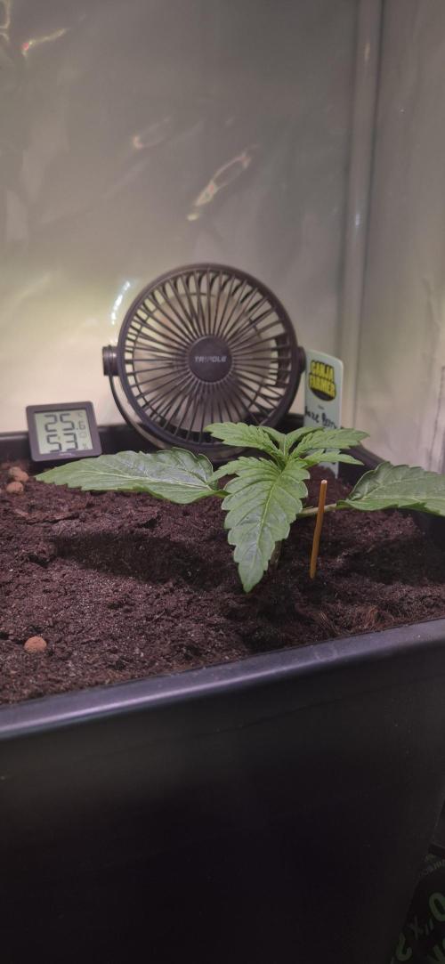 Haze Berry (Outdoor). Week 1
