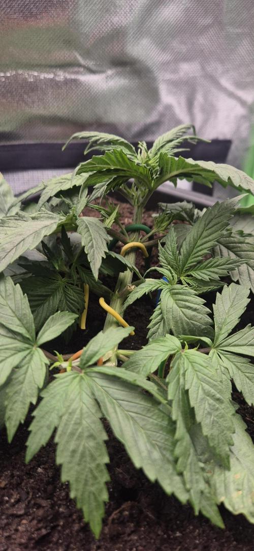 CBDV Auto. Week 2