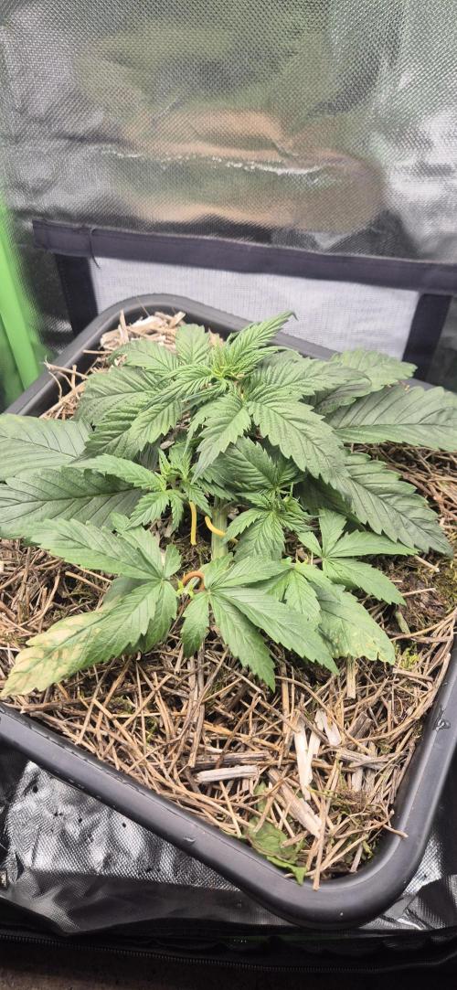 CBDV Auto. Week 2