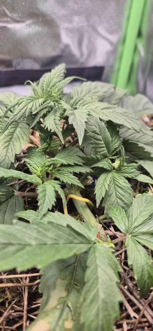 CBDV Auto. Week 2