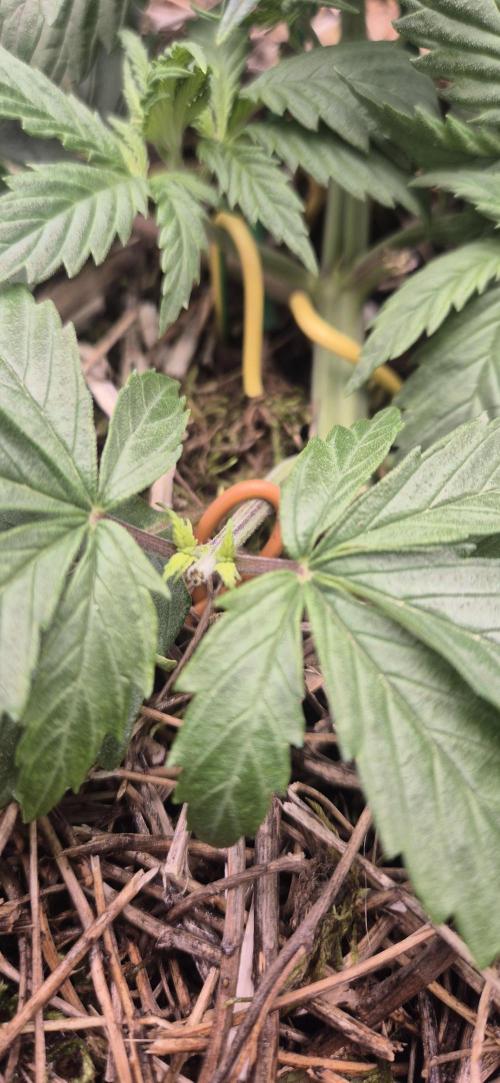 CBDV Auto. Week 2