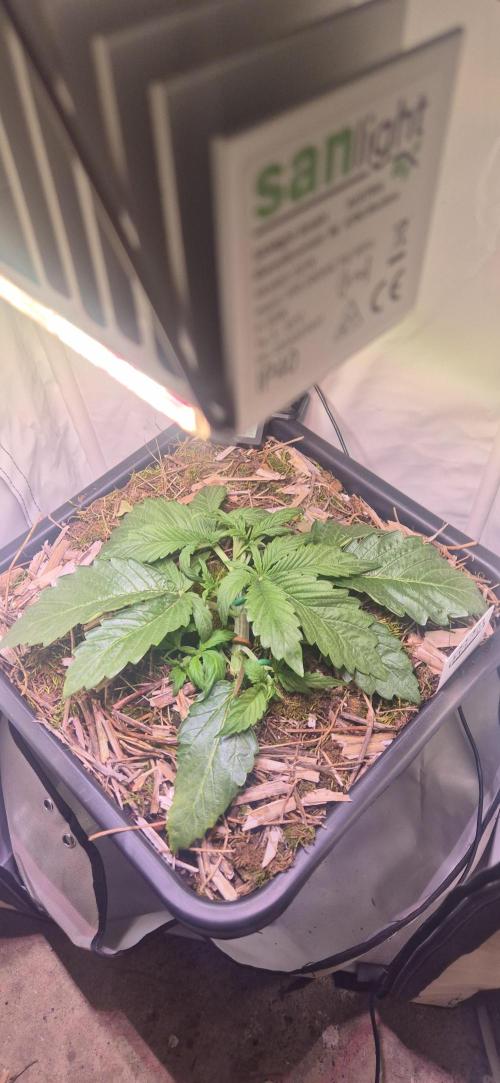 Haze Berry (Outdoor). Week 2