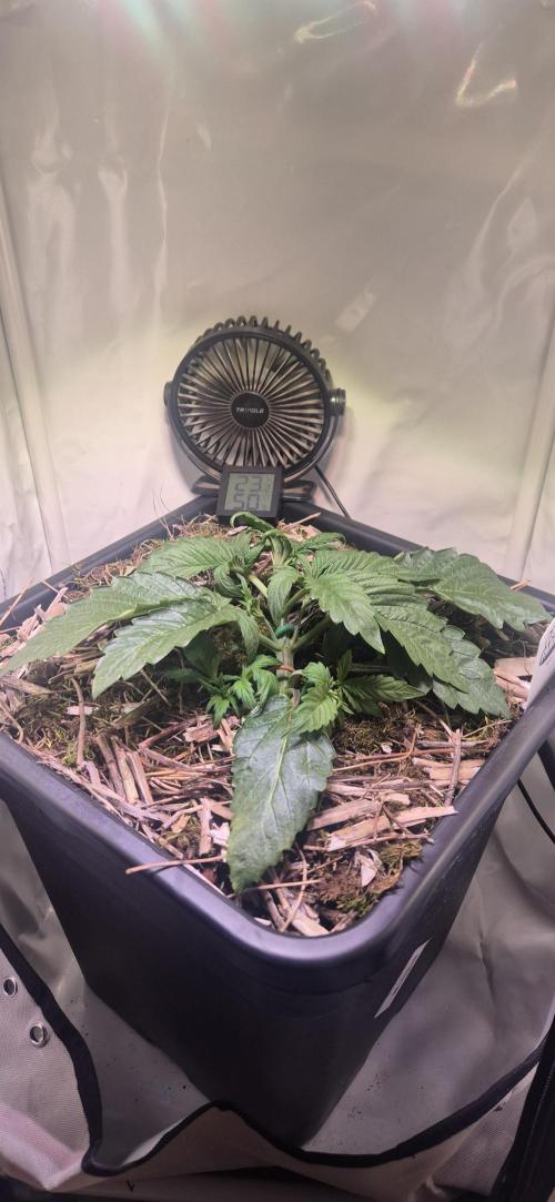 Haze Berry (Outdoor). Week 2