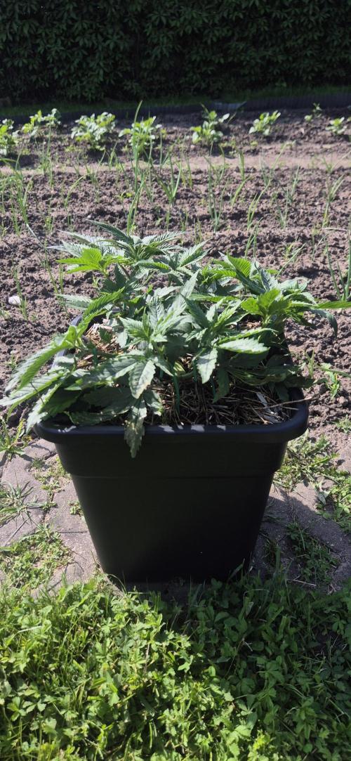 CBDV Auto. Week 3