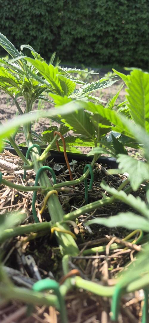 CBDV Auto. Week 3