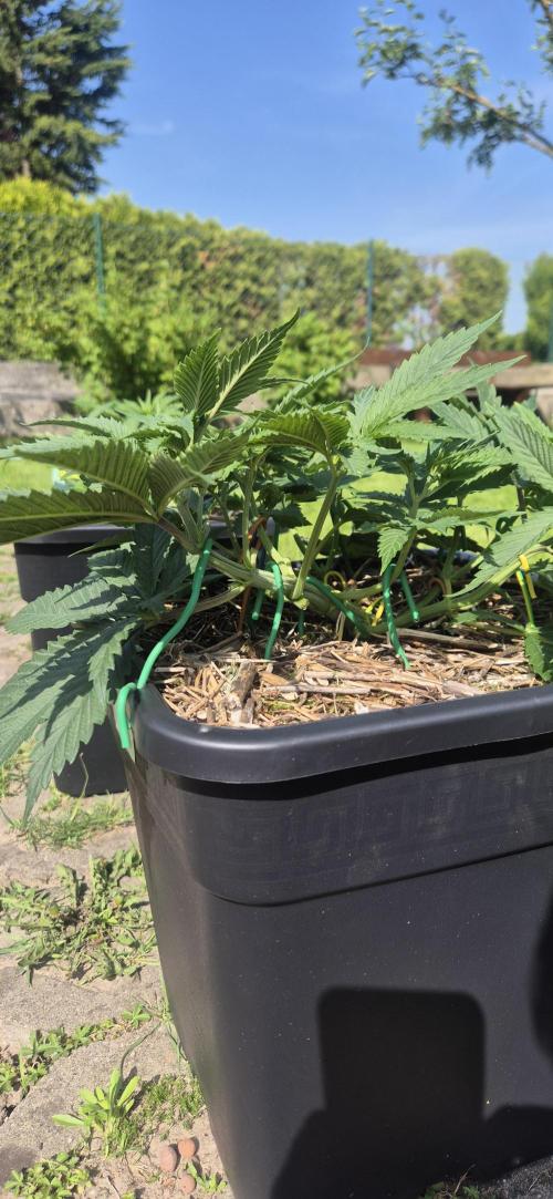 CBDV Auto. Week 3