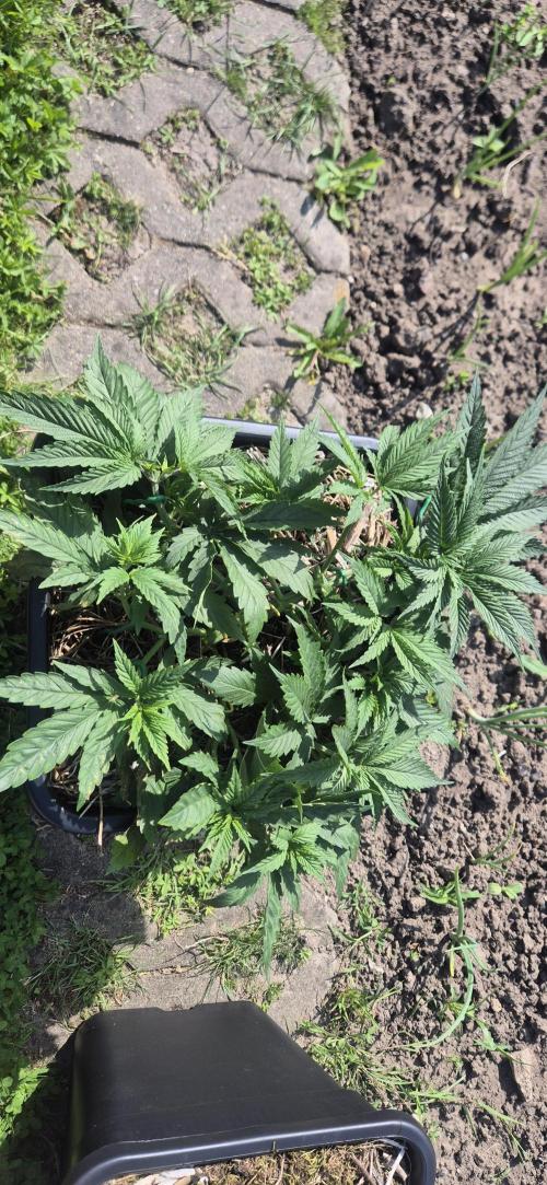 CBDV Auto. Week 3