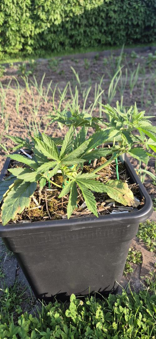 Haze Berry (Outdoor). Week 3