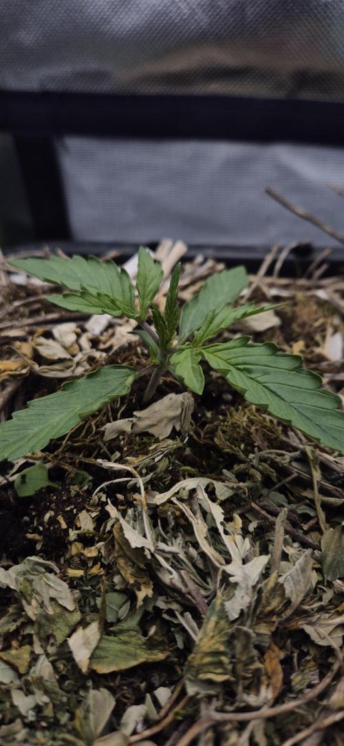 Lemon Peach CBD Auto (Ganja Farmers). Week 1